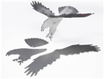 Eagle Project Kit